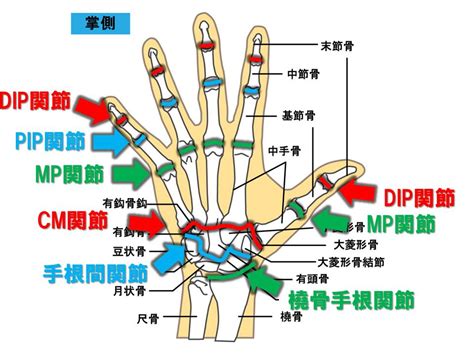 手指第一節|手指